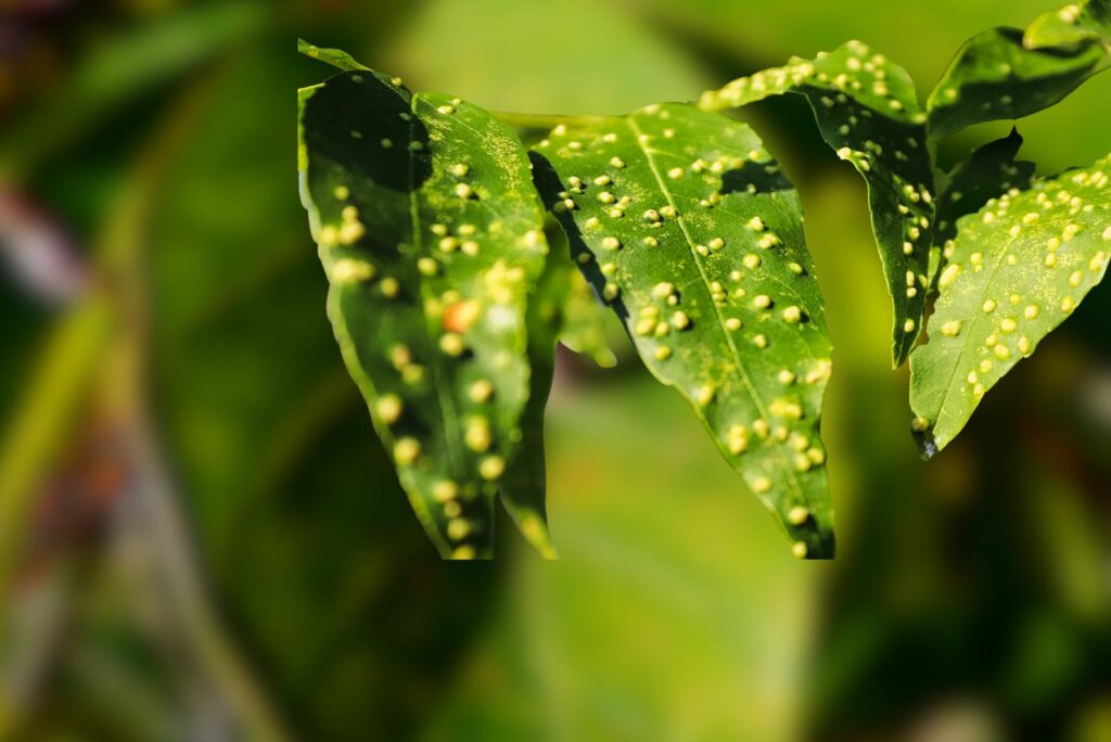 Crown gall is caused by a bacterium that produces galls at the base of the stem