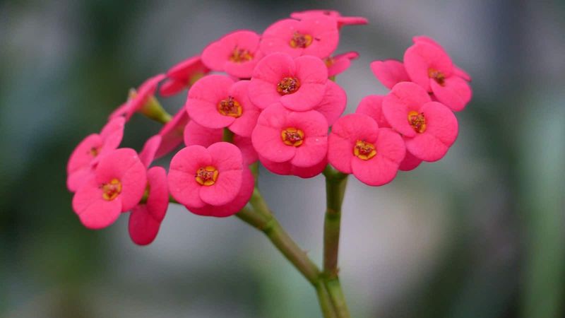 Crown of Thorns (Euphorbia milii)