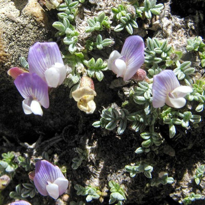 Crowned Vetch