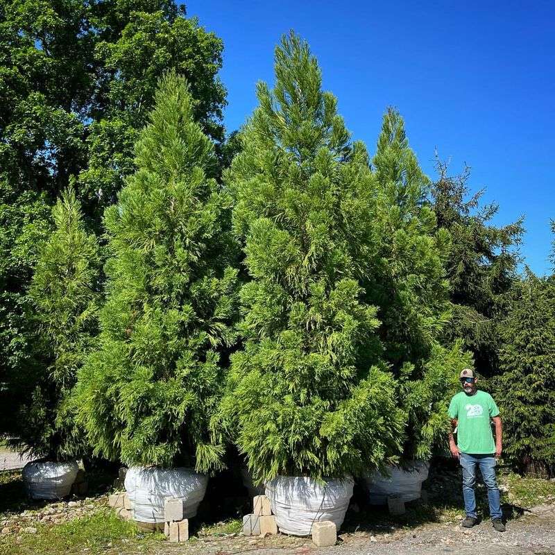 Cryptomeria