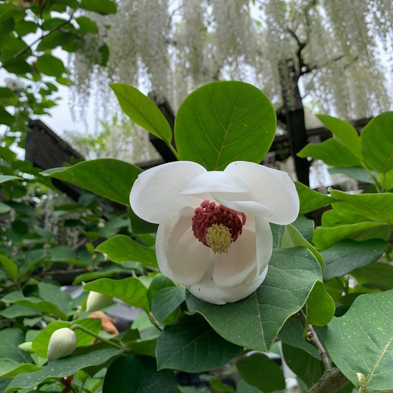 Cucumber Tree Magnolia