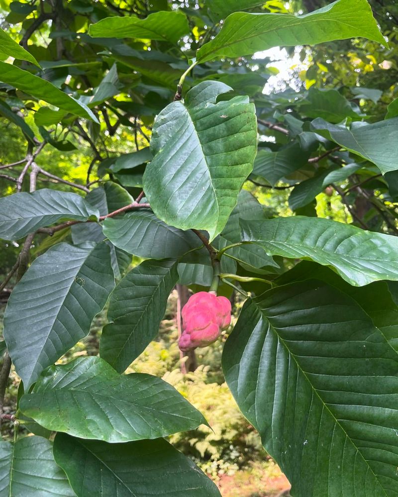 Cucumber Tree Magnolia