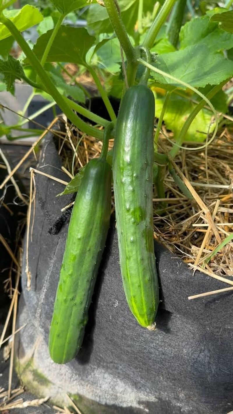 Cucumbers