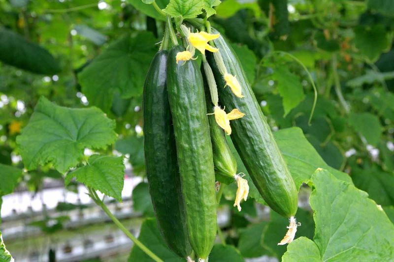 Cucumbers