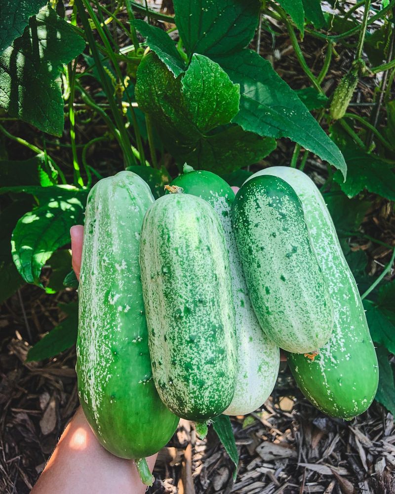 Cucumbers