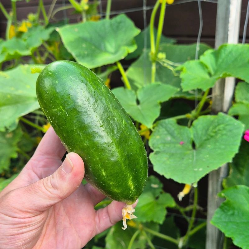 Cucumbers