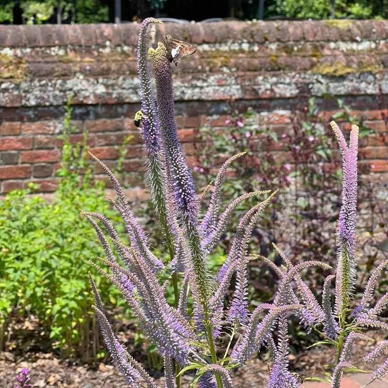 Culver's Root