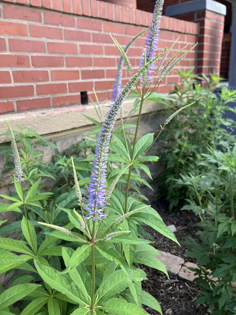 Culver's Root