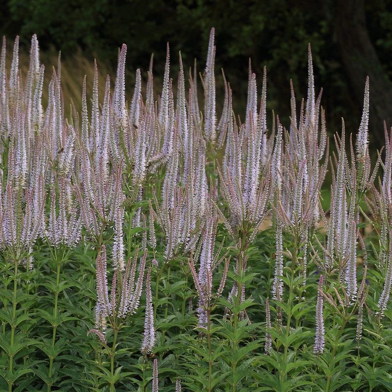 Culver's Root