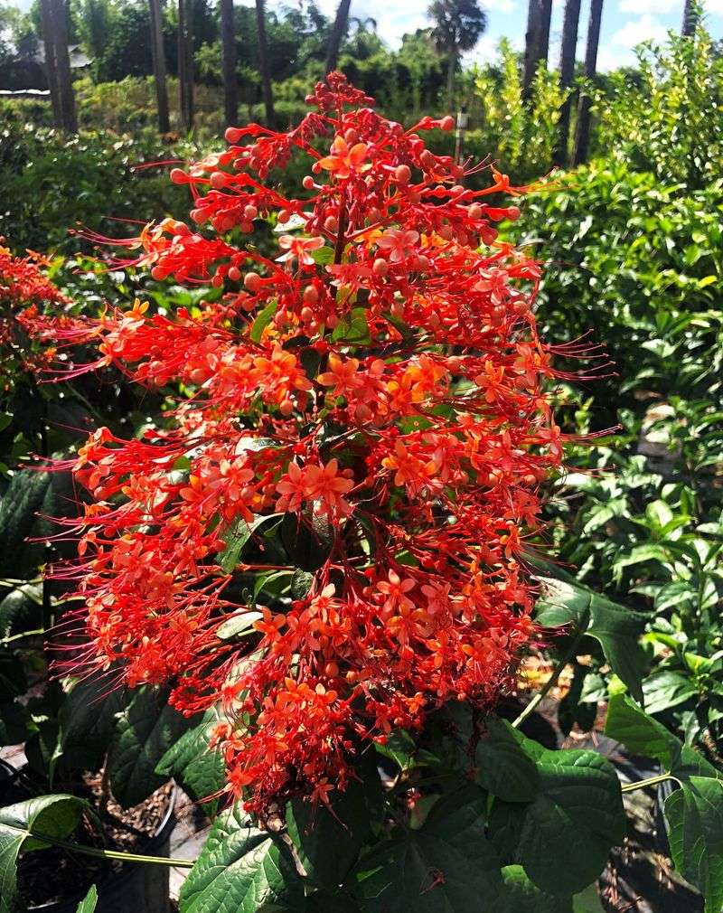 Cup and Saucer Vine