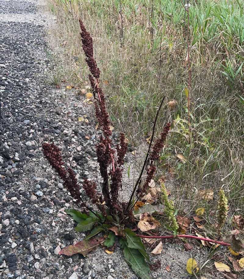 Curly Dock