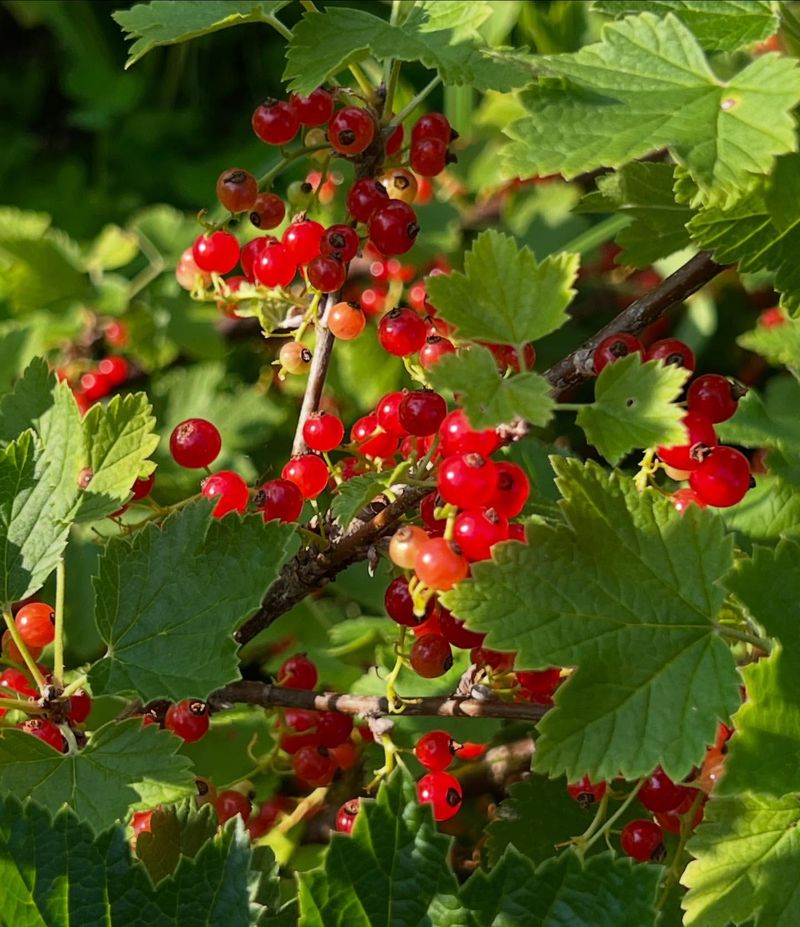 Currant Bush