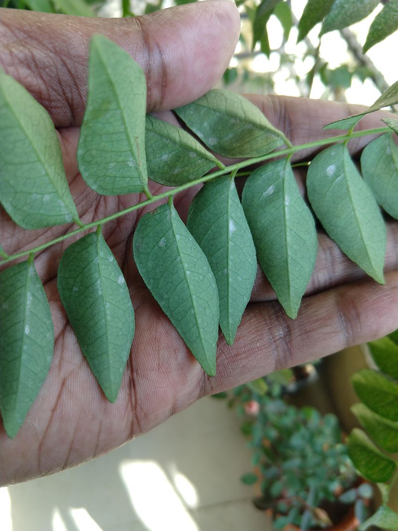 Curry Leaves