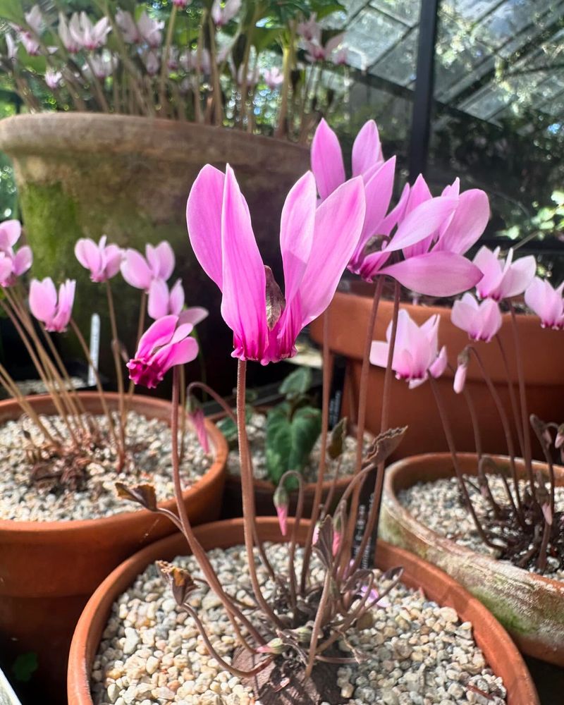 Cyclamen