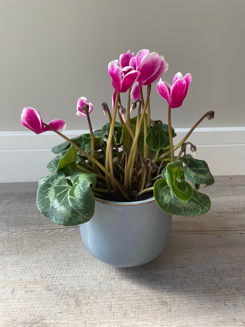 Cyclamen