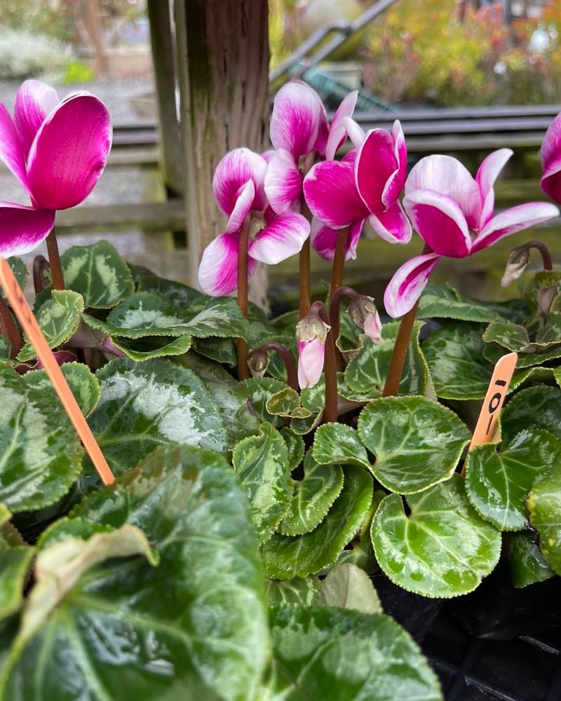 Cyclamen