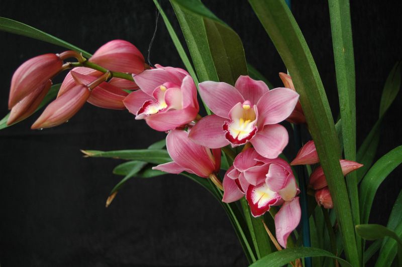 Cymbidium