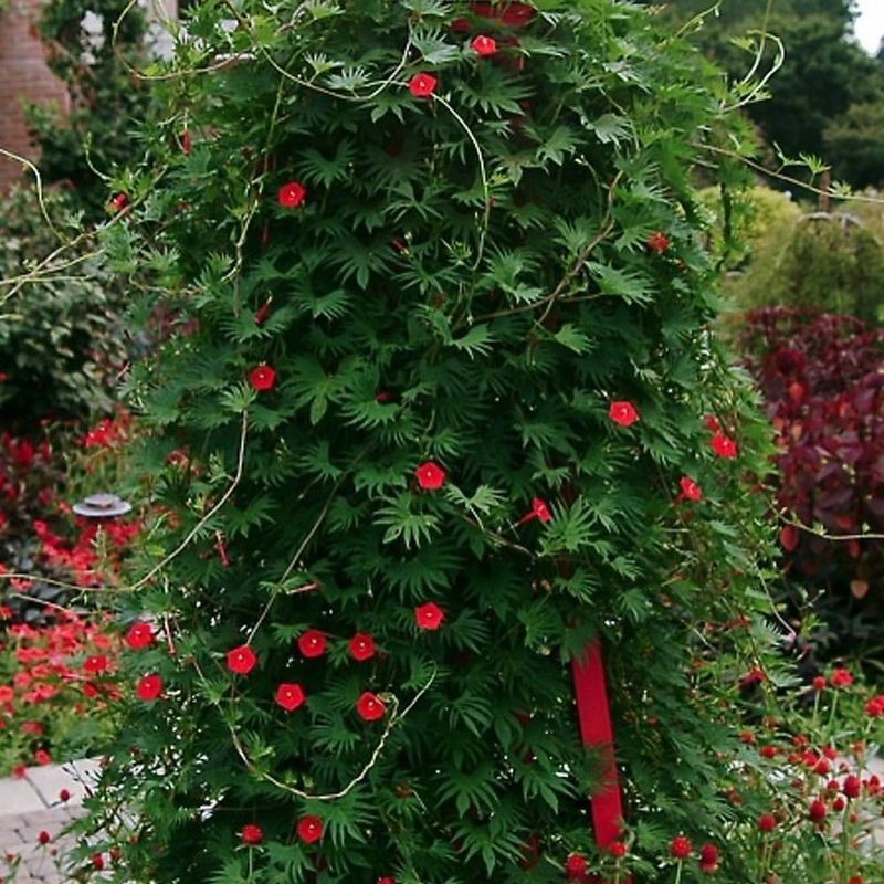 Cypress Vine