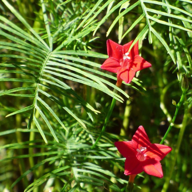 Cypress Vine