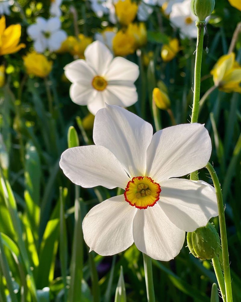 Daffodil