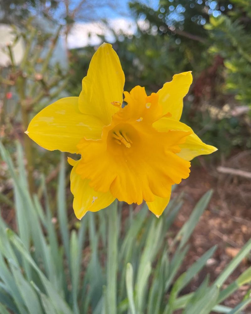 Daffodil