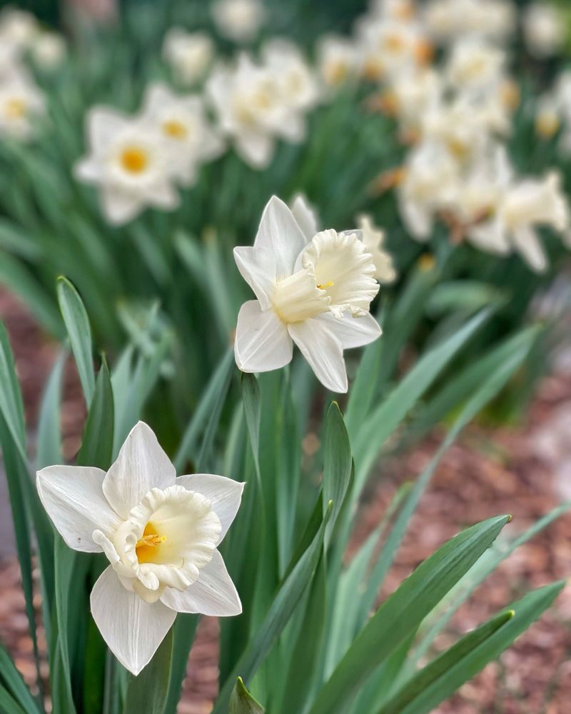 Daffodil