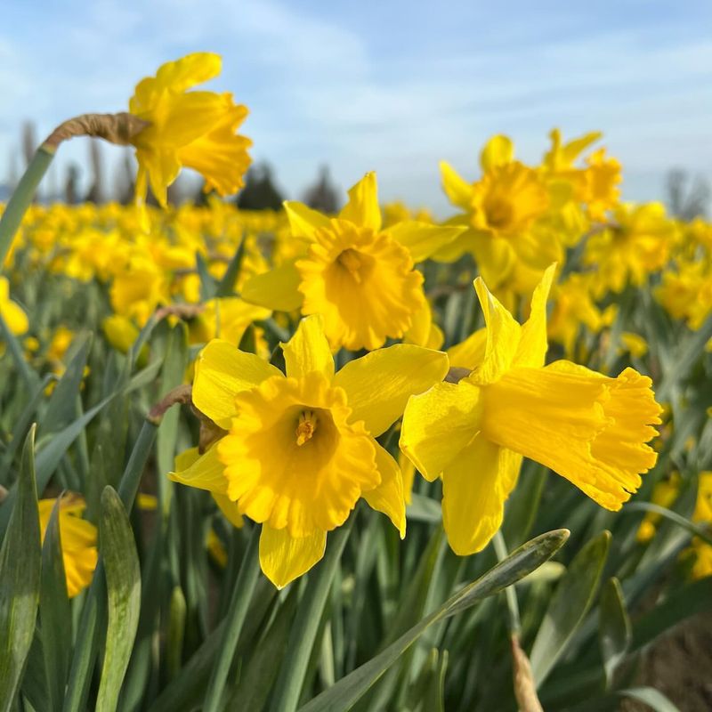 Daffodil