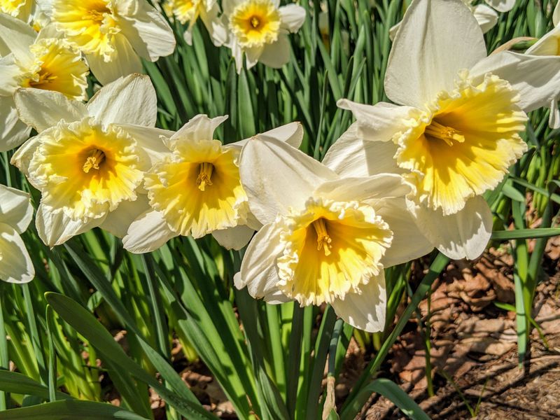 Daffodil