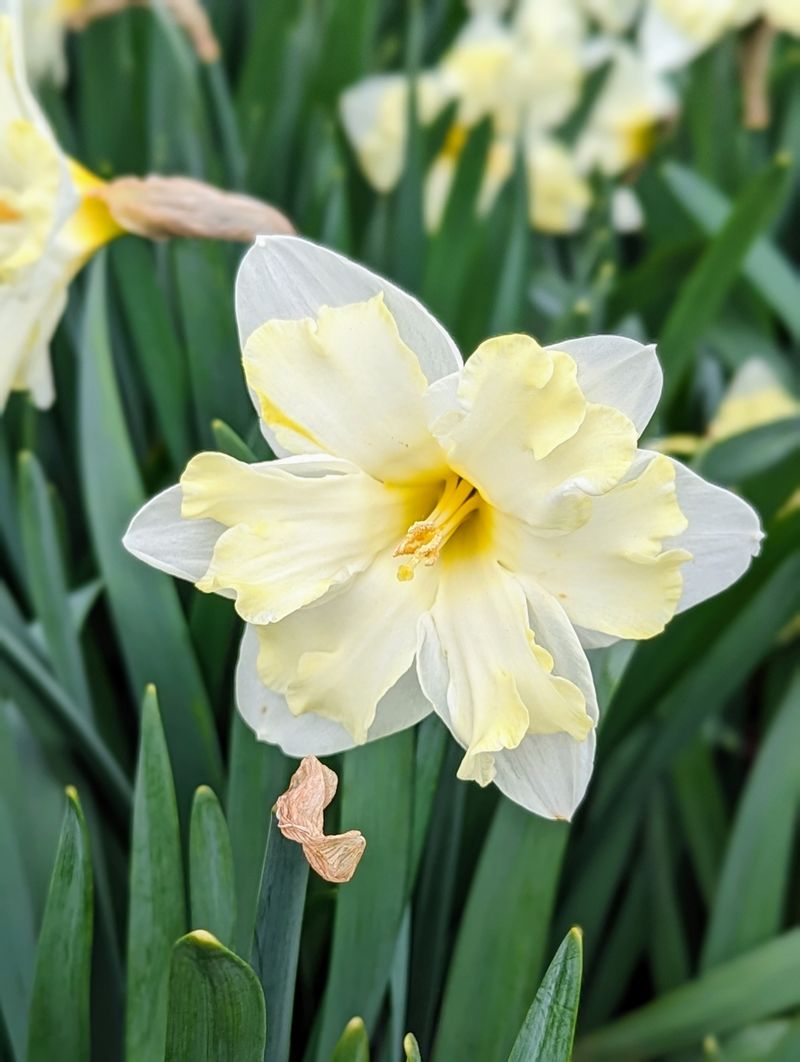 Daffodils