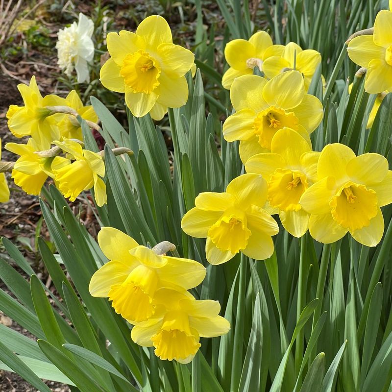 Daffodils