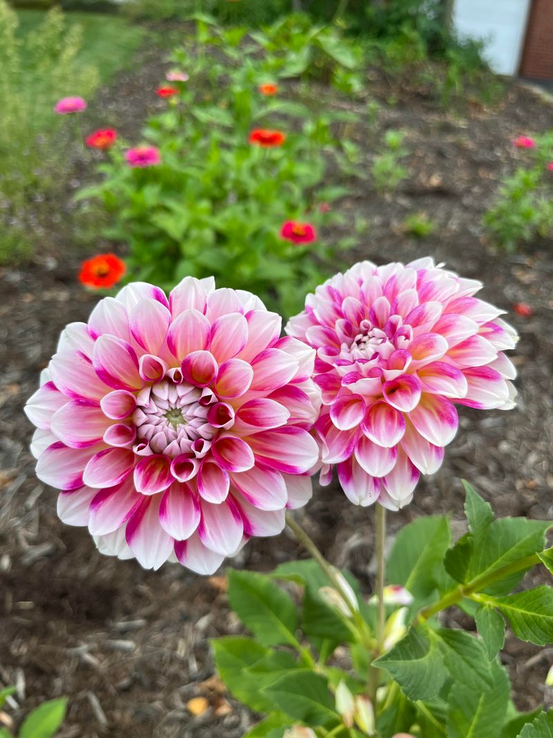 Dahlia