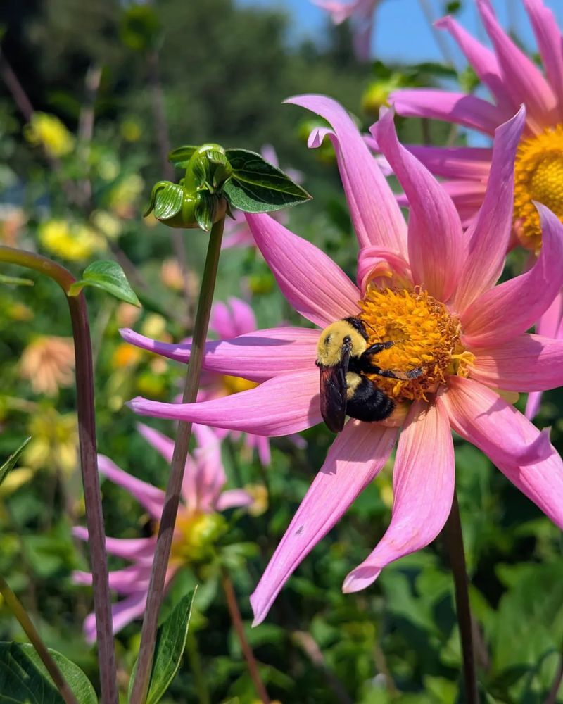 Dahlia