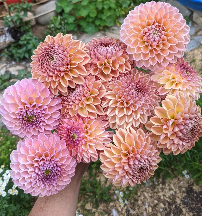 Dahlia