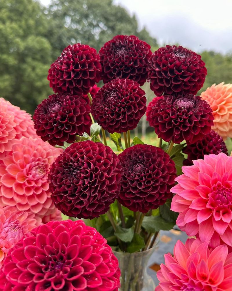 Dahlias