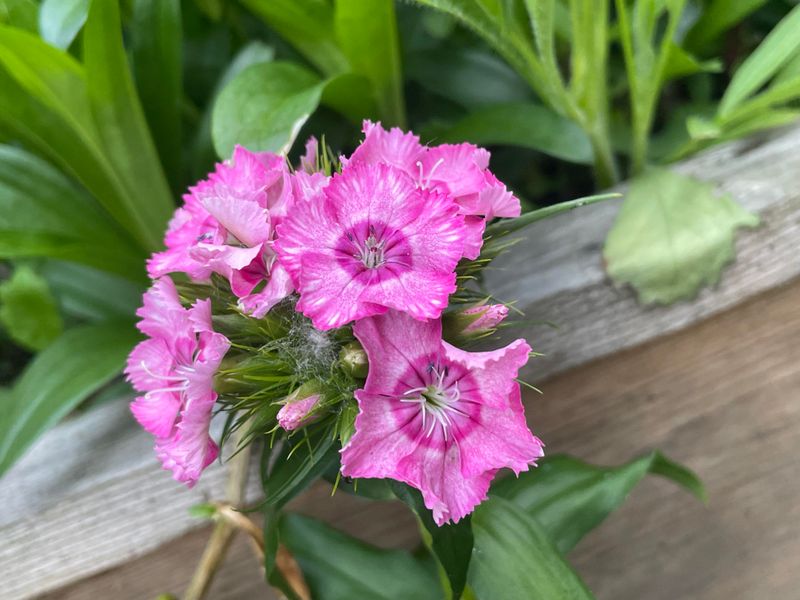 Dainty Dianthus