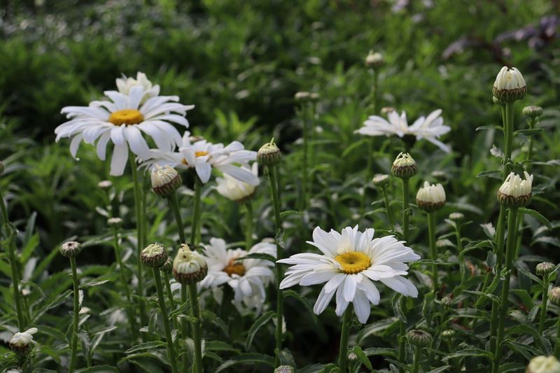 Daisies