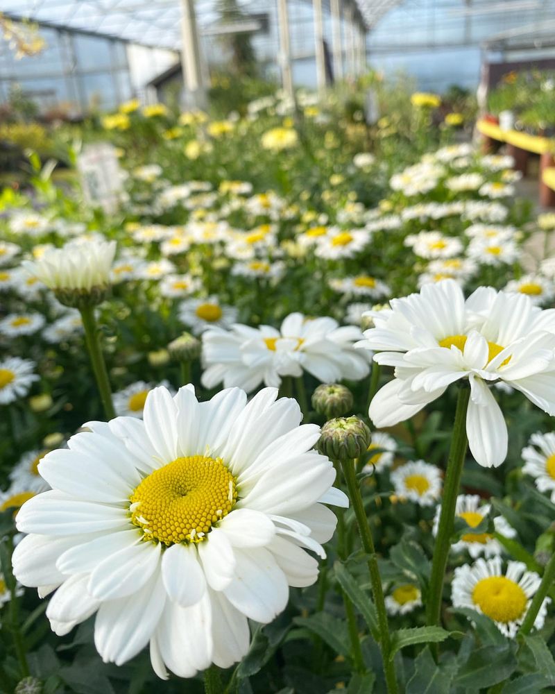 Daisy (Leucanthemum)