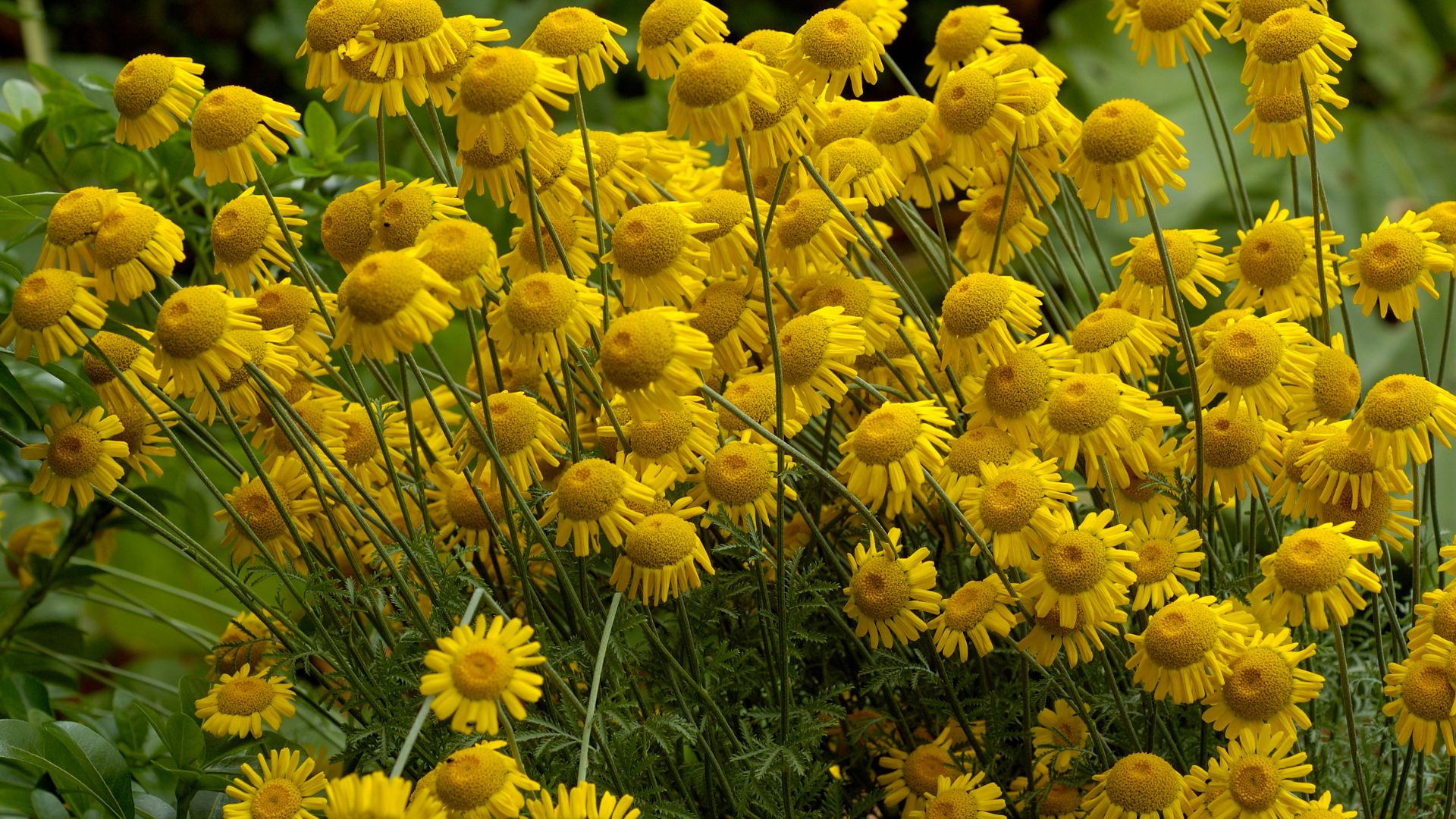 Golden Marguerites in field