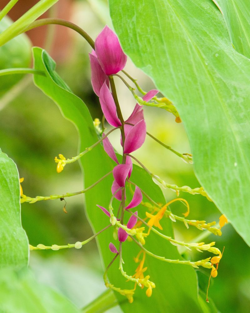 Dancing Plant