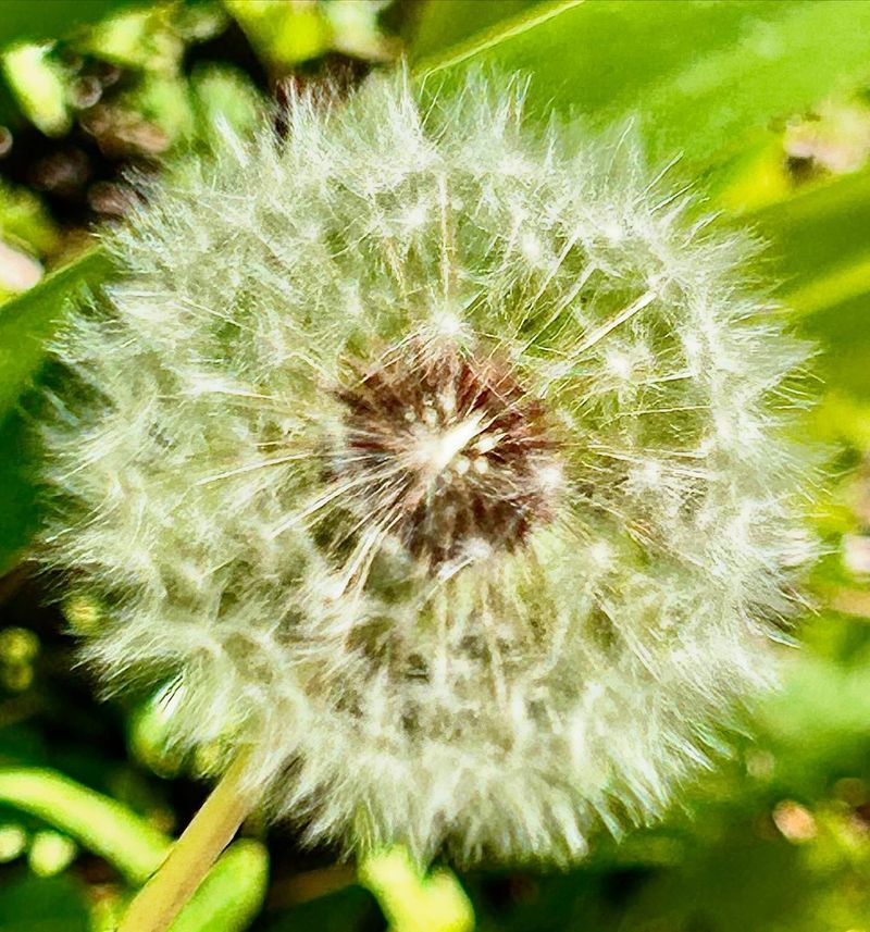 Dandelion