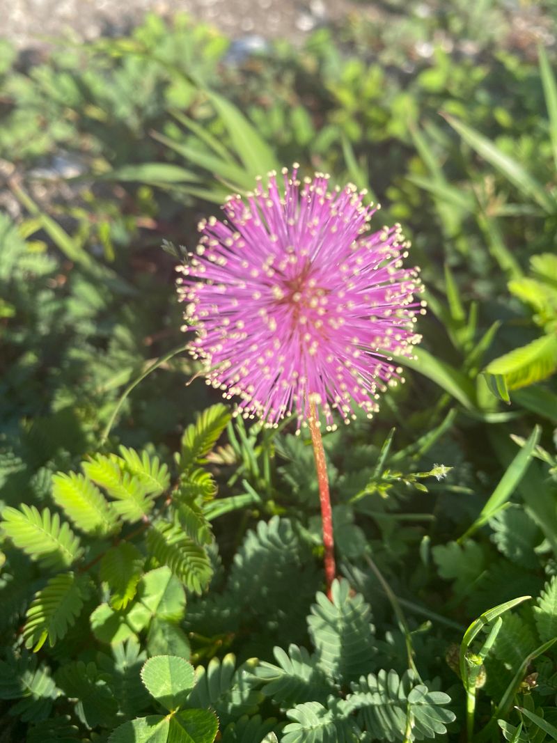 Dandelion