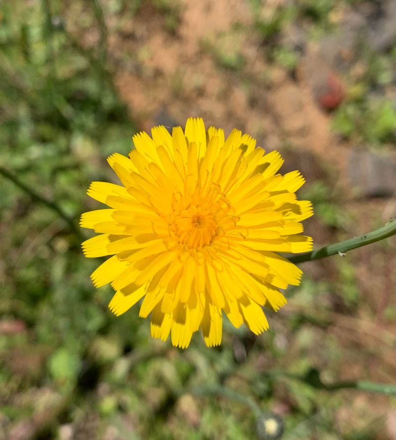 Dandelion