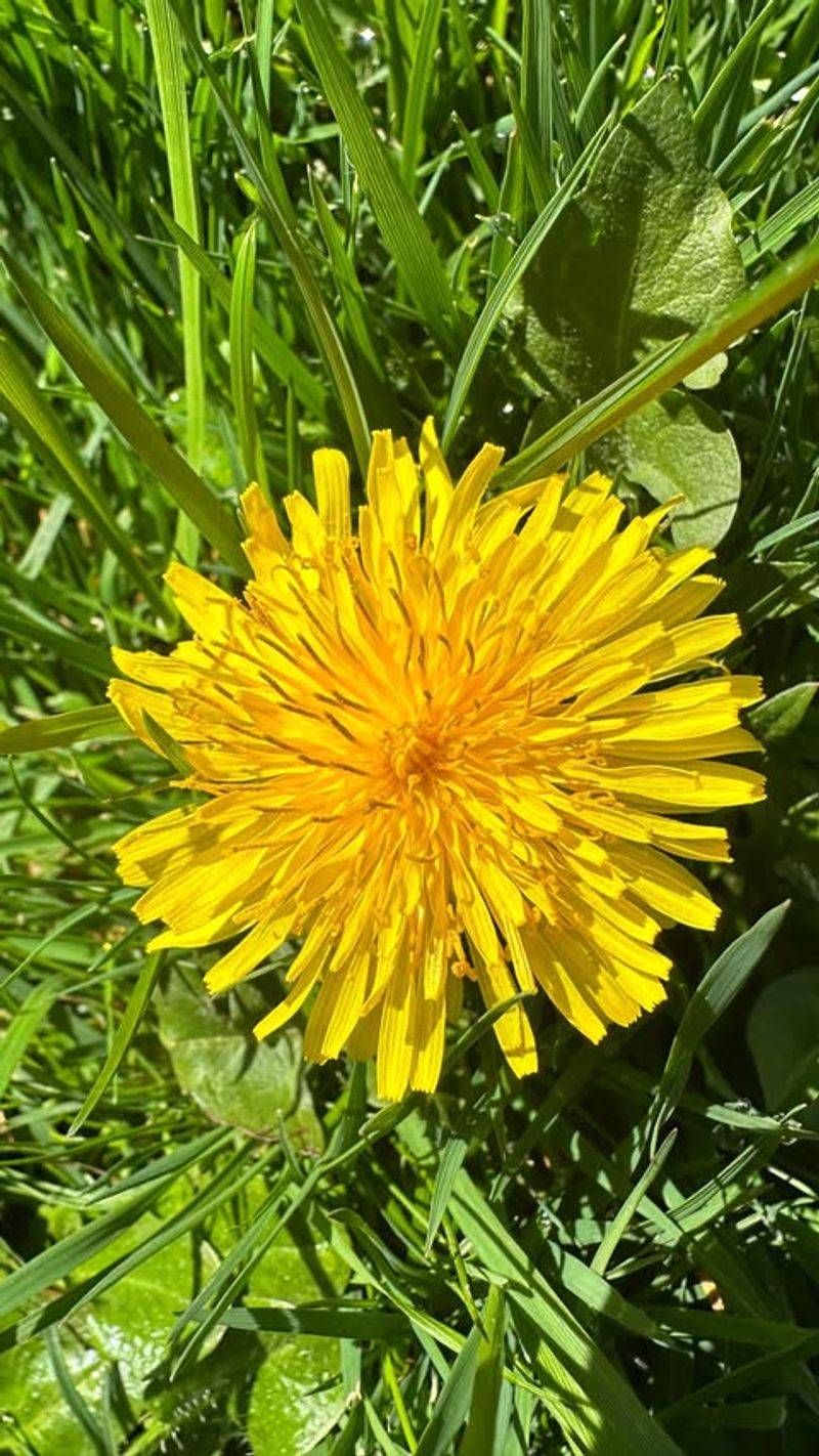 Dandelion