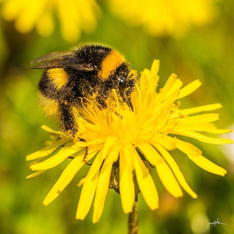 Dandelion