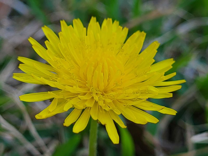 Dandelion