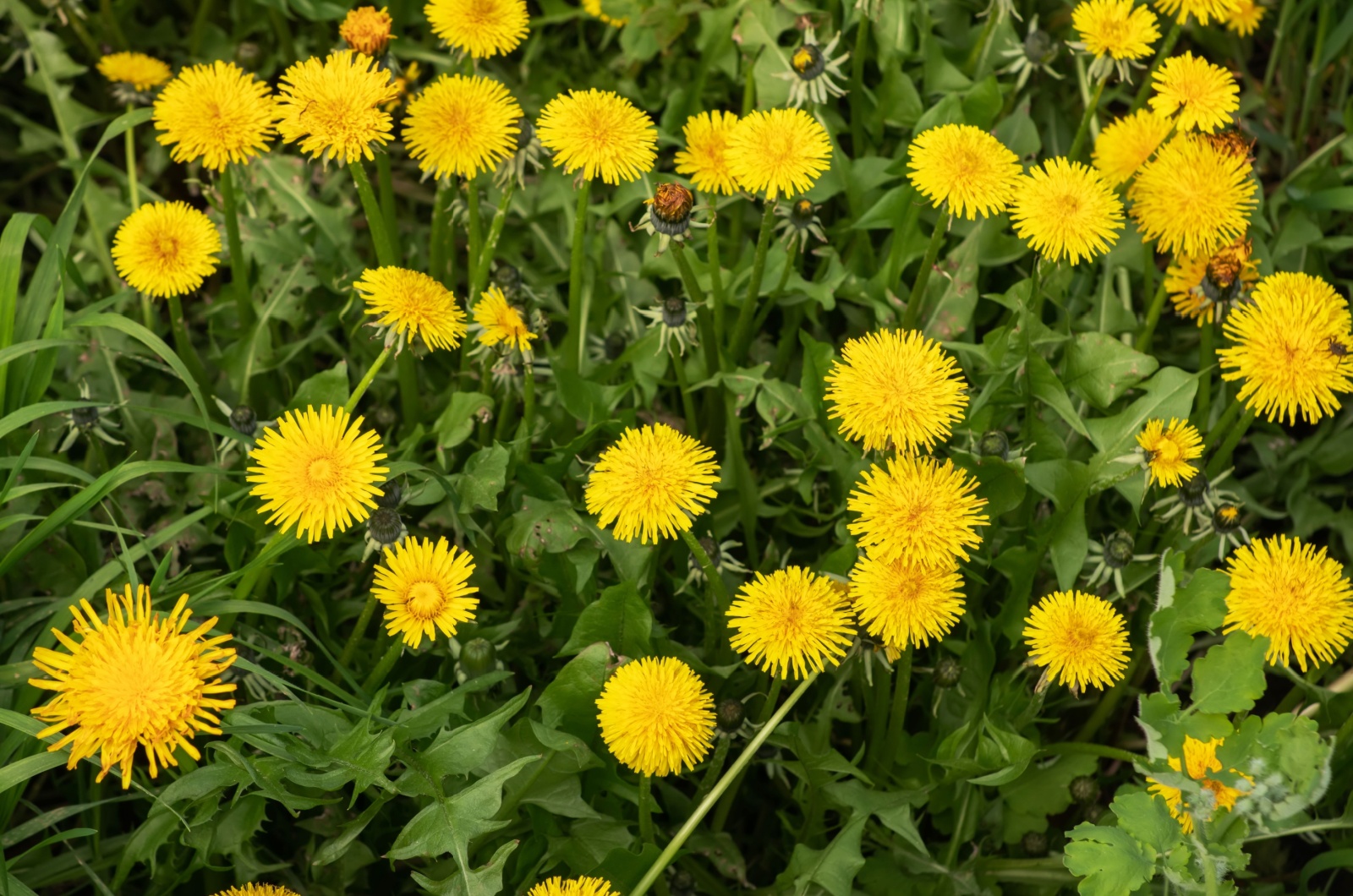 Dandelions