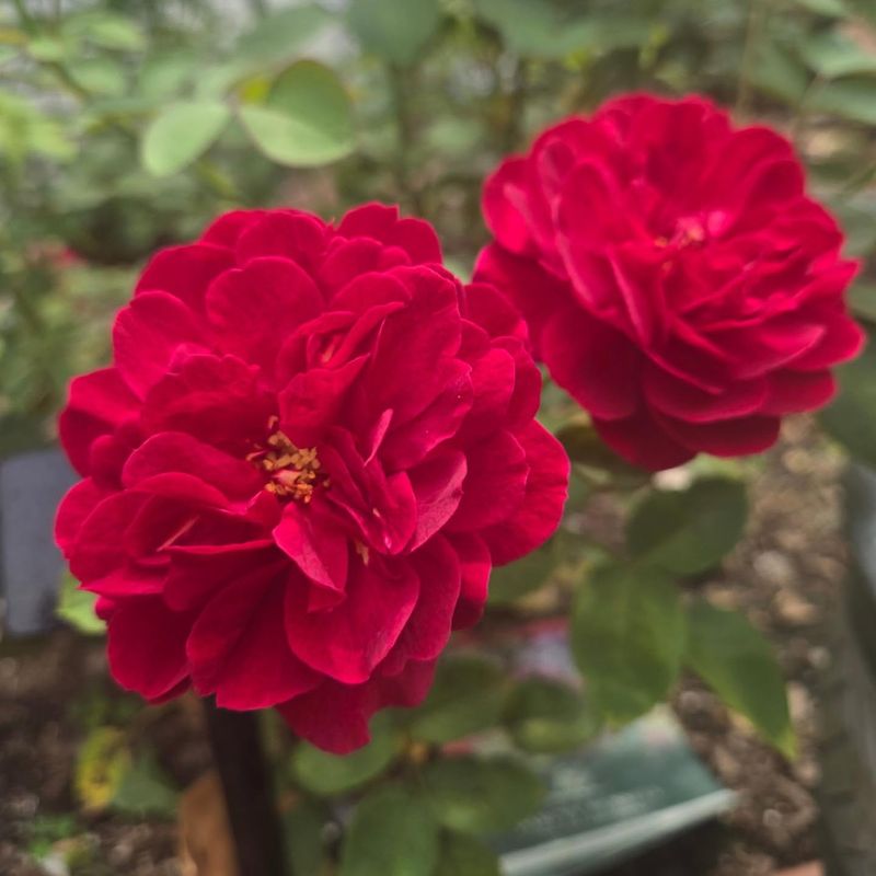 Darcey Bussell Rose