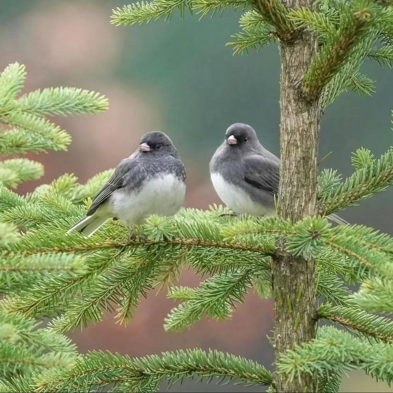 Dark-eyed Junco