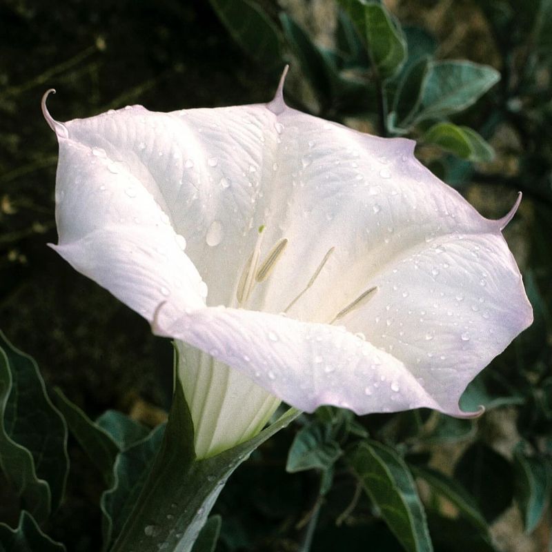 Datura