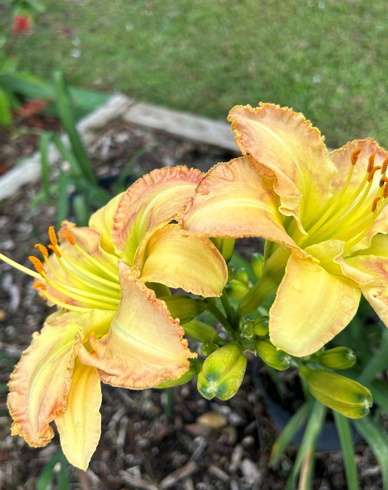 Daylilies